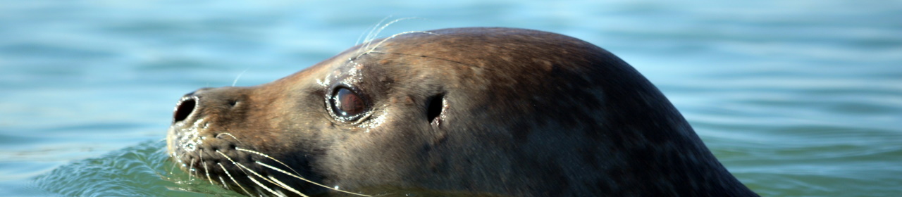 common seal