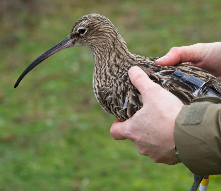 Southampton waterbird monitoring