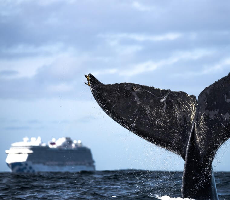 Whale tail and cruise ship
