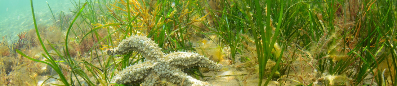 Seagrass and spiny starfish North Wales