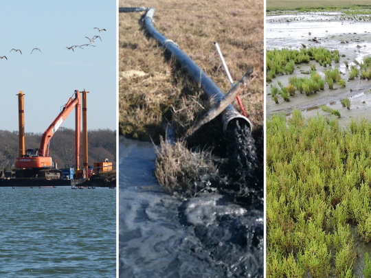 solent buds collage square
