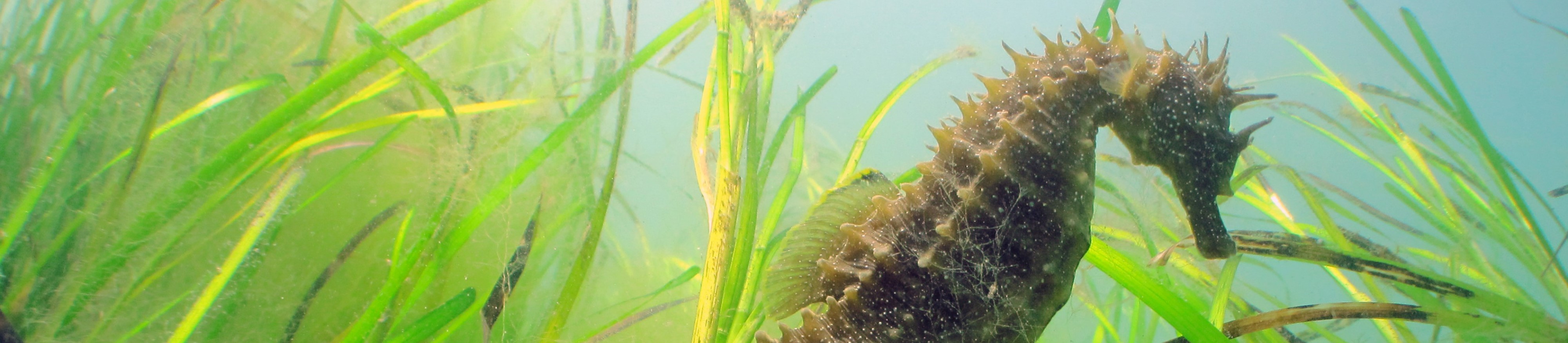 long snouted seahorse