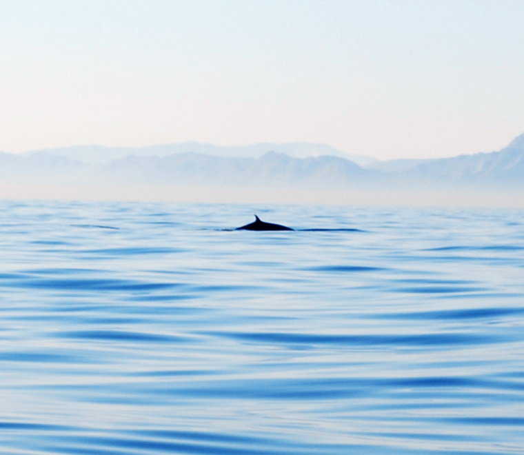 whale distance seascape
